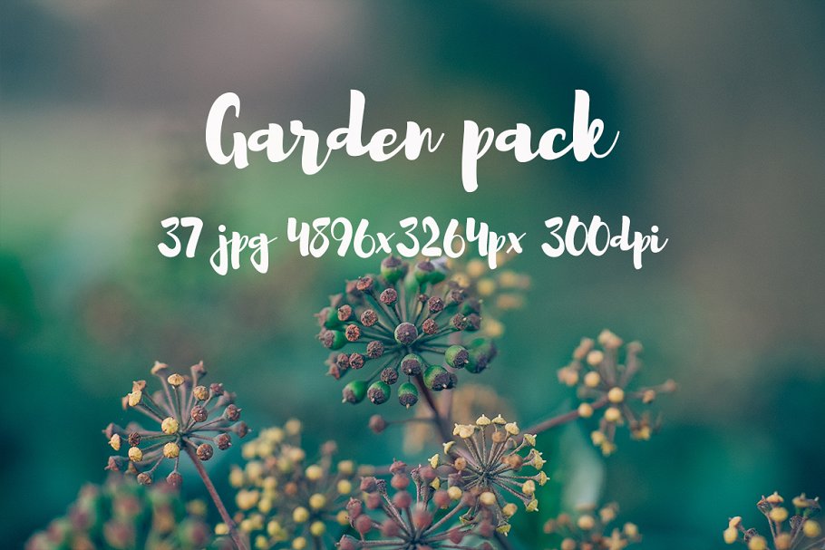 花园花卉植物高清照片素材 Garden photo Pack III插图(14)