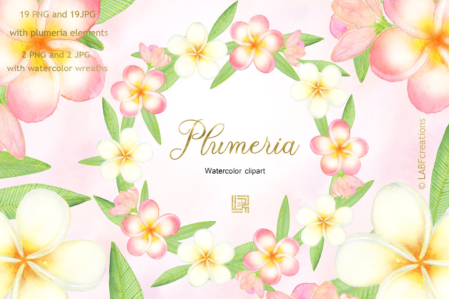 柔和优雅的手绘水彩热带花卉剪贴画 Plumeria Tropical watercolor flowers插图(1)