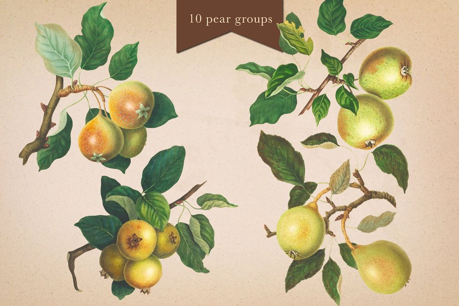 旧书水果插画素材集 Cider House Apple & Pear Graphics插图(11)