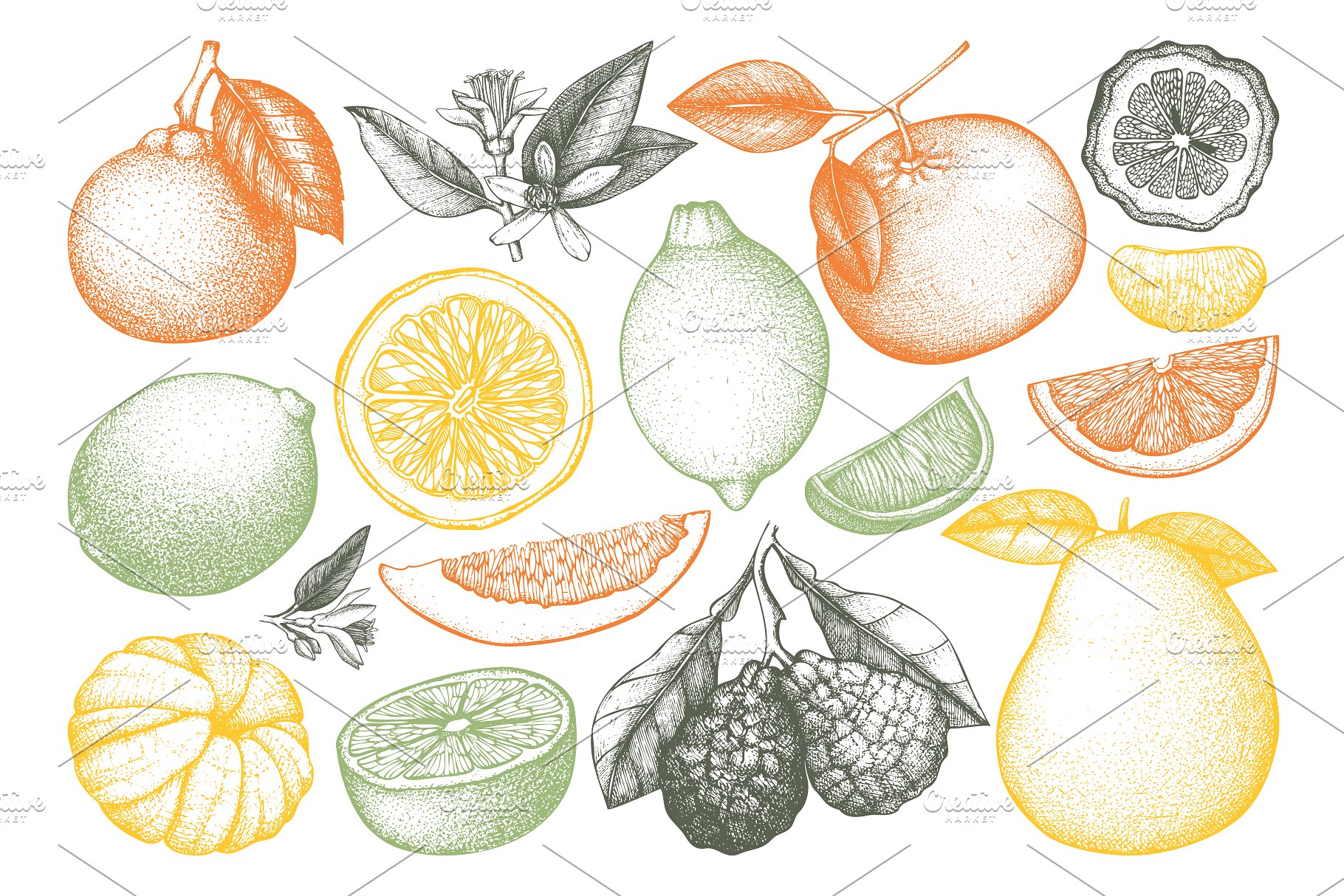 矢量柑橘水果插图 Vector Citrus Fruits Illustrations插图(1)