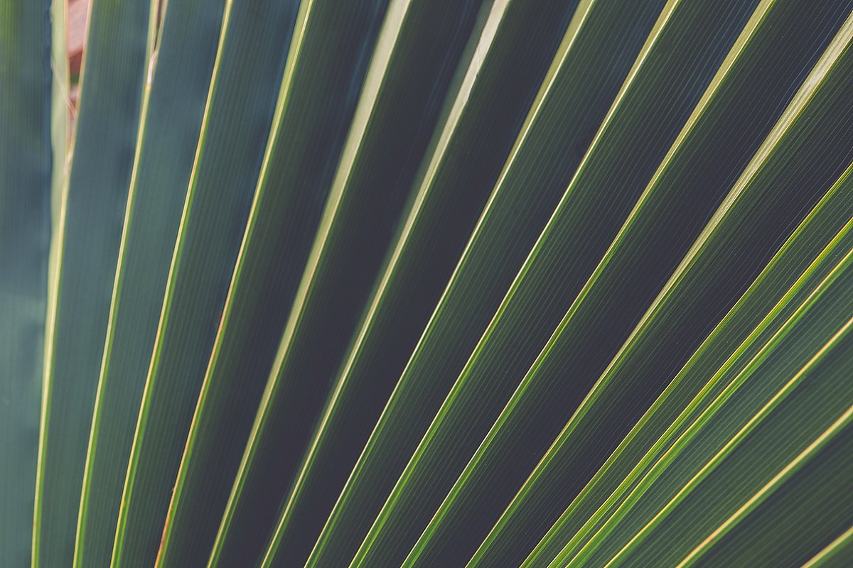热带植物棕榈叶纹理背景插图(6)