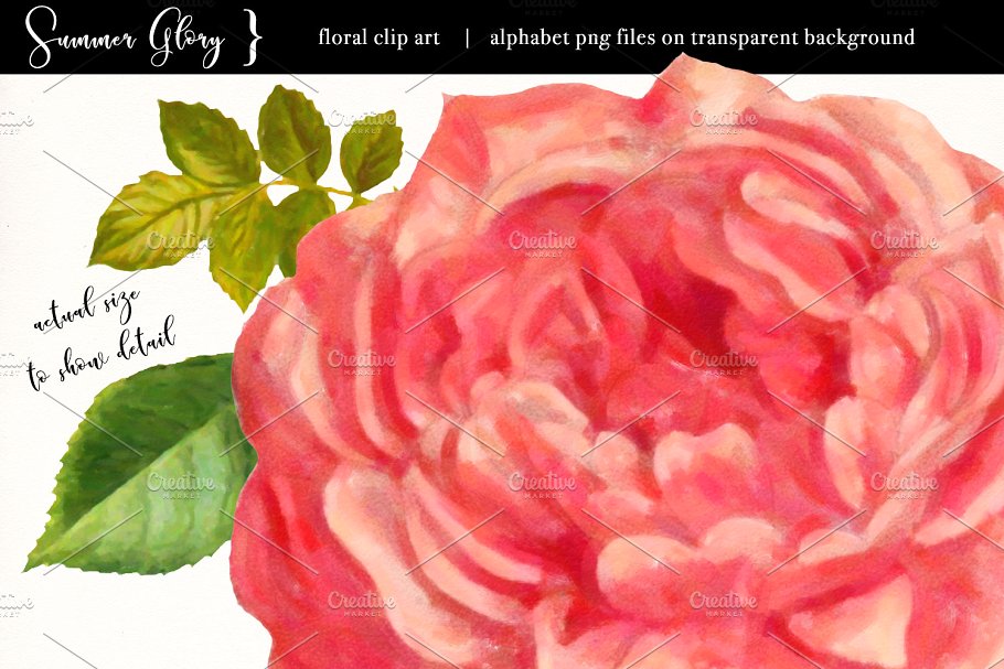 复古盛夏花卉主题素材合集 Floral Clip Art – Summer Glory插图(2)