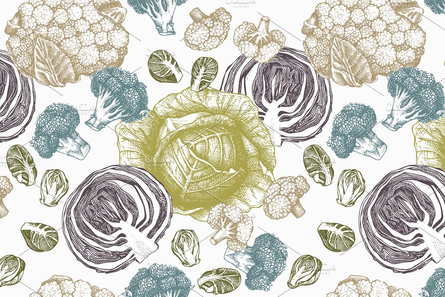 复古蔬菜卷心菜矢量插图合集 Vector Vegetables – Cabbage Set插图(5)