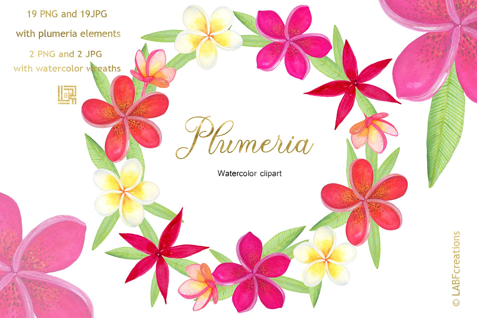 柔和优雅的手绘水彩热带花卉剪贴画 Plumeria Tropical watercolor flowers插图