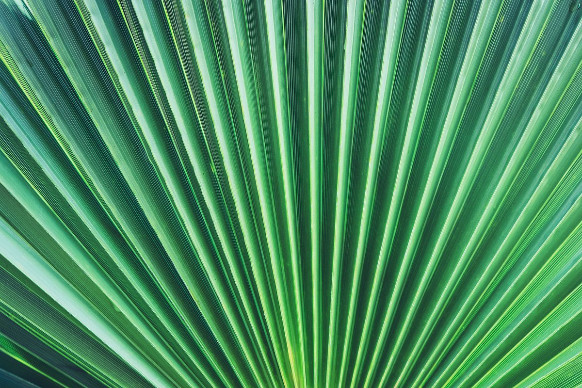 热带植物棕榈叶纹理背景插图(7)