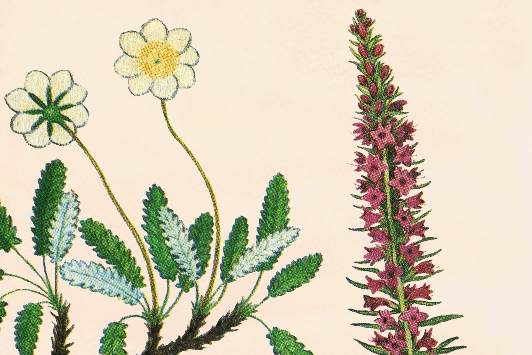 古籍书本植物手绘插画PNG素材v1 Vintage Botanical Illustrations Vol.1插图(1)