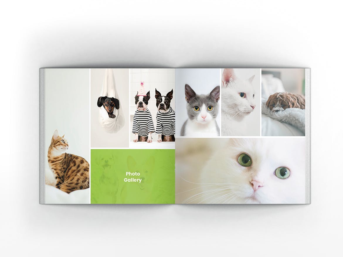 宠物店/宠物医院方形宣传册设计模板 Pet Shop Square Brochure Template插图(11)