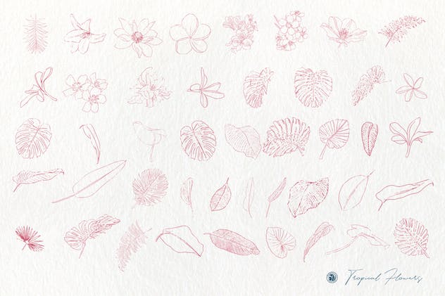 热带花卉水彩手绘剪贴画素材 Tropical Flowers插图(5)