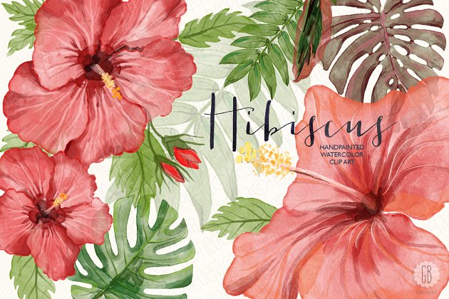 红芙蓉水彩剪切画 Watercolor red hibiscus tropical插图