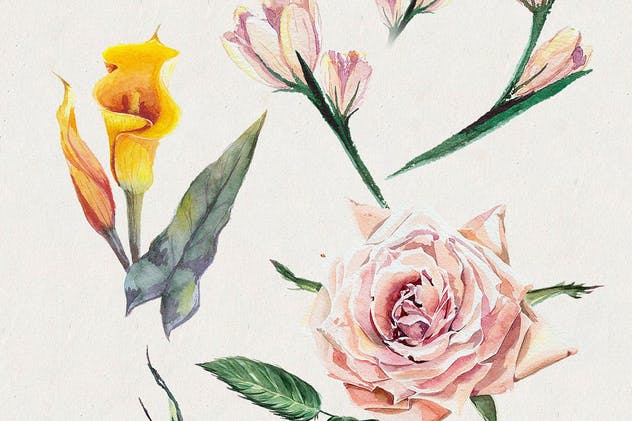 高品质水彩花卉插画合集 Florist: Watercolor Flowers Set插图(4)