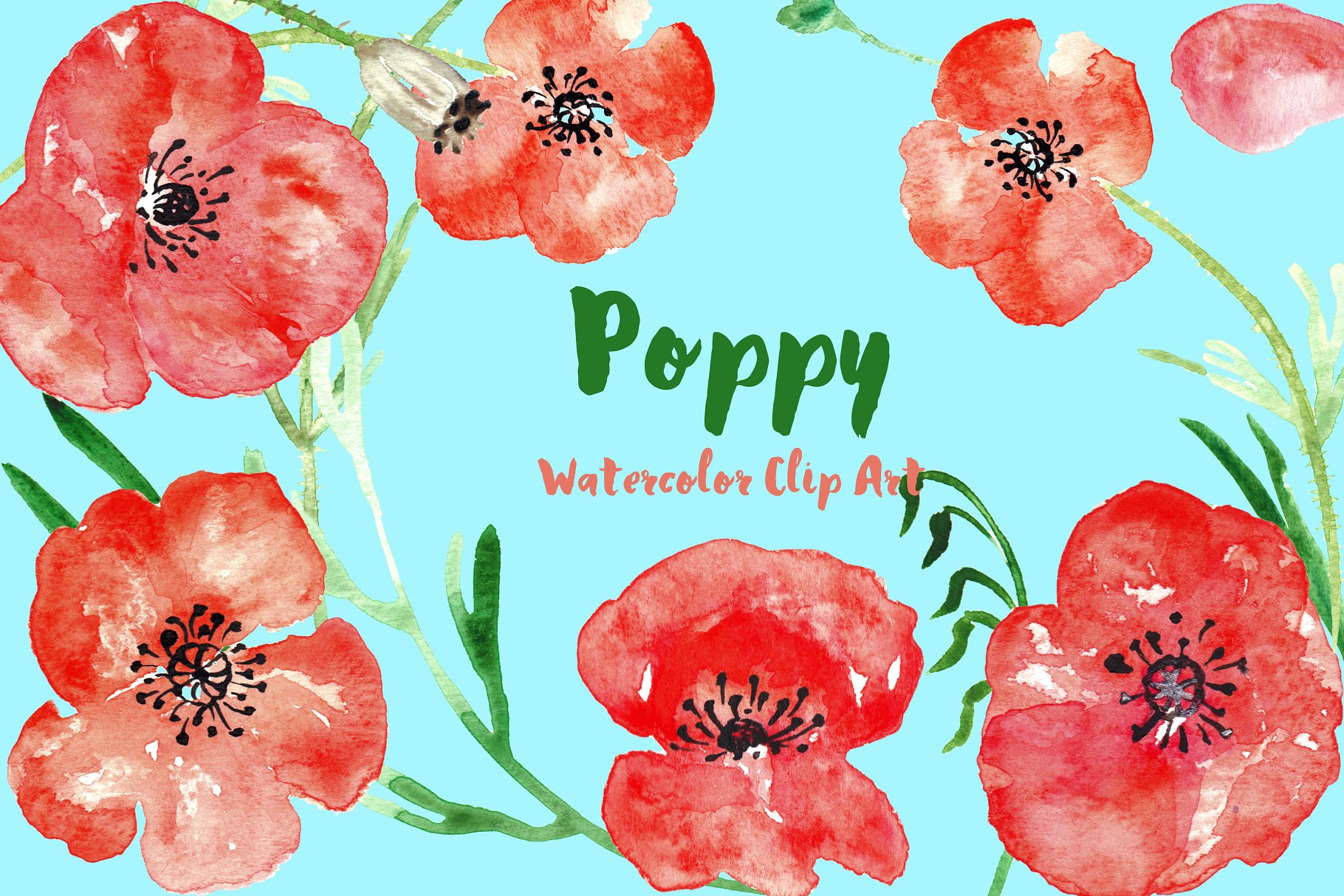 手绘罂粟水彩剪贴画Poppy watercolor Clipart插图(2)