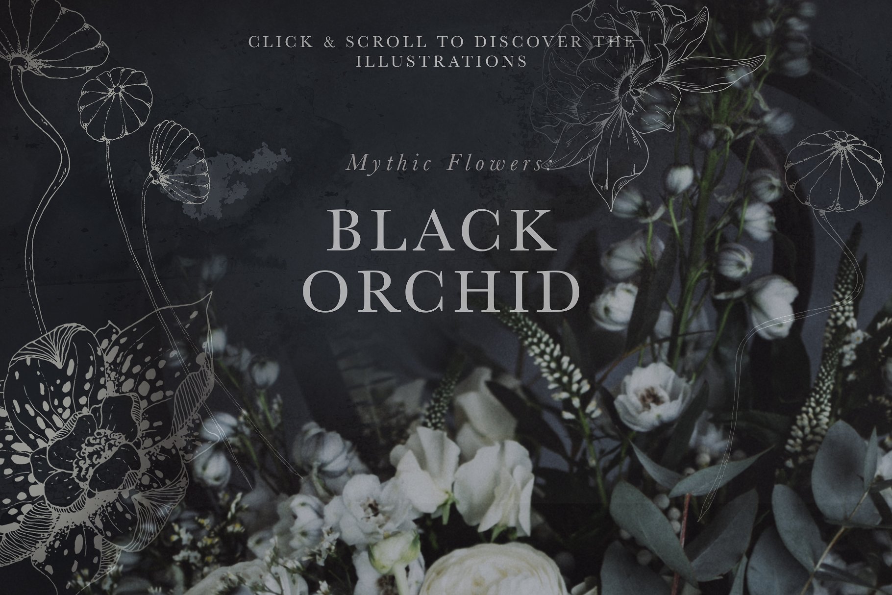 虚实结合黑色背景手绘矢量花卉图形素材 Black Orchid Illustration Set插图(1)
