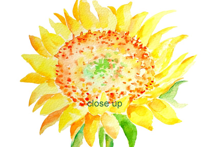 水彩向日葵剪贴画 Watercolor Clipart – Sunflowers插图(1)
