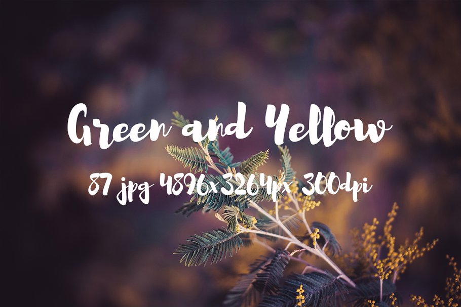 绿色和黄色植物花卉摄影照片集 Green and yellow photo pack插图(13)