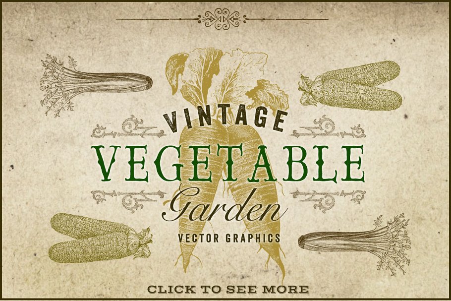 复古原始蔬菜植物矢量插图 Vintage Vegetable Garden Graphics插图(1)