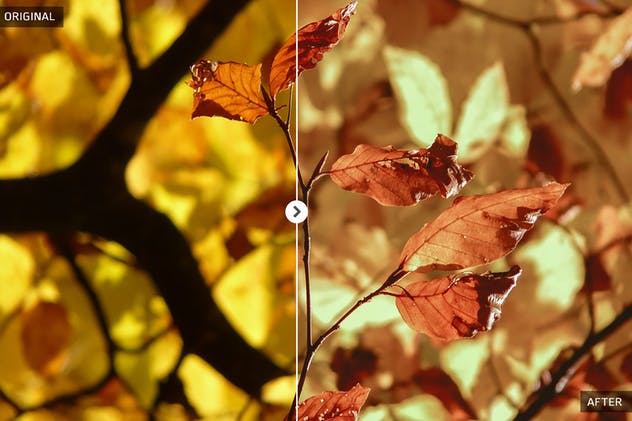 50款秋天氛围照片后期处理调色滤镜LR预设 50 Autumn Lightroom Presets插图(6)