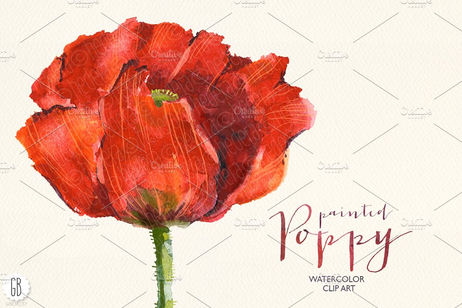 深红色罂粟花水彩剪贴画 Aquarelle watercolor red wild poppy插图(1)