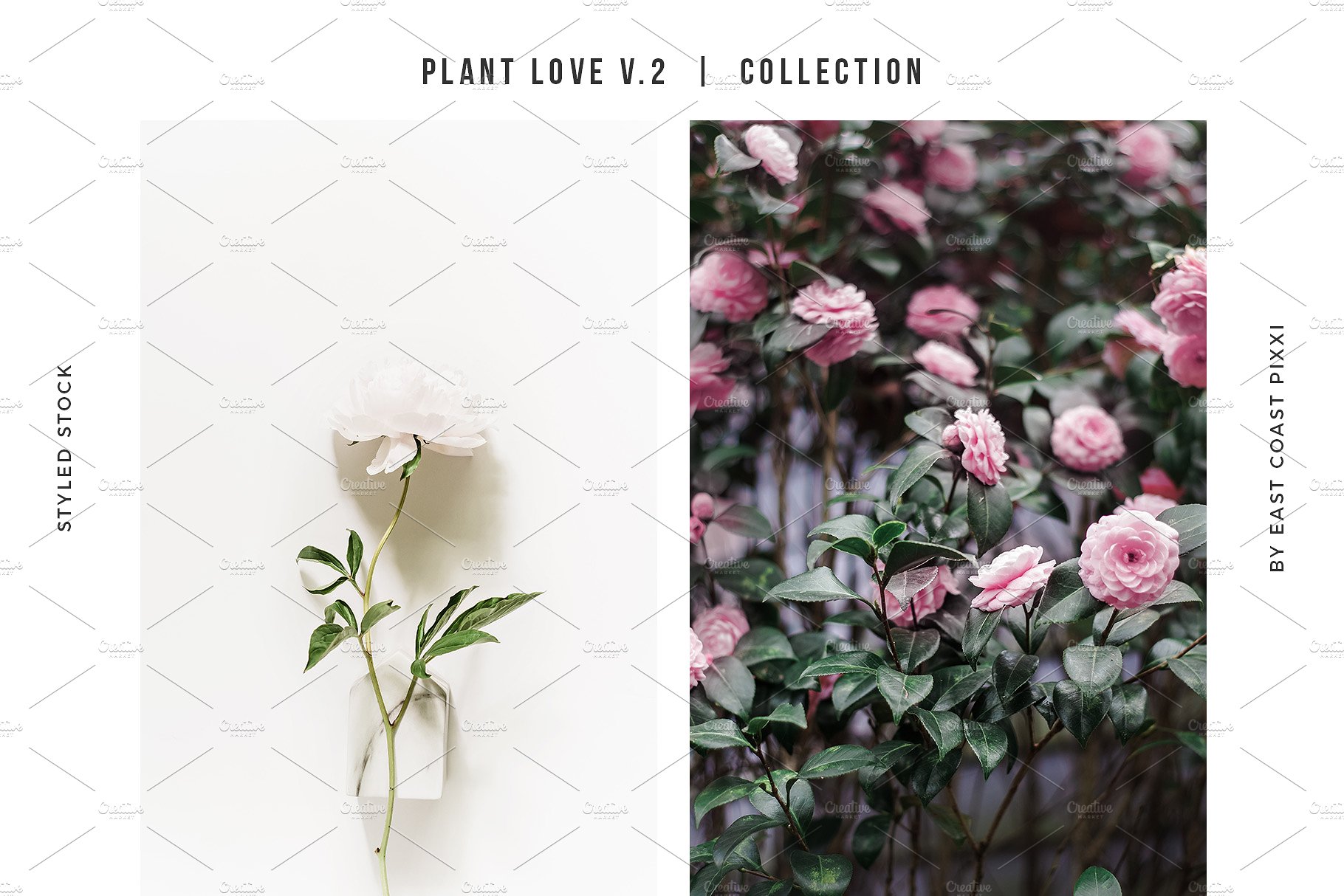 多风格植物叶子元素纹理 Plant Love V.2  Styled Stock Set插图(4)