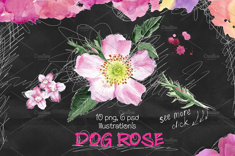 高雅水彩花卉插画元素 Dog-rose插图