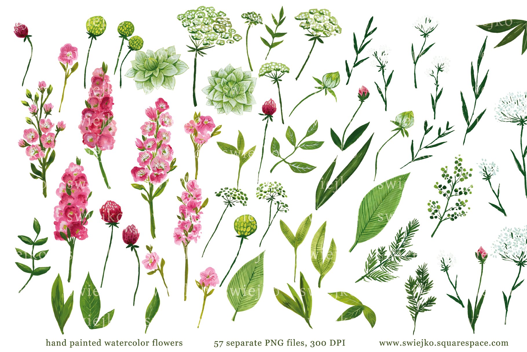 57种手绘花卉和叶子插画 Watercolor flowers, painting插图(1)
