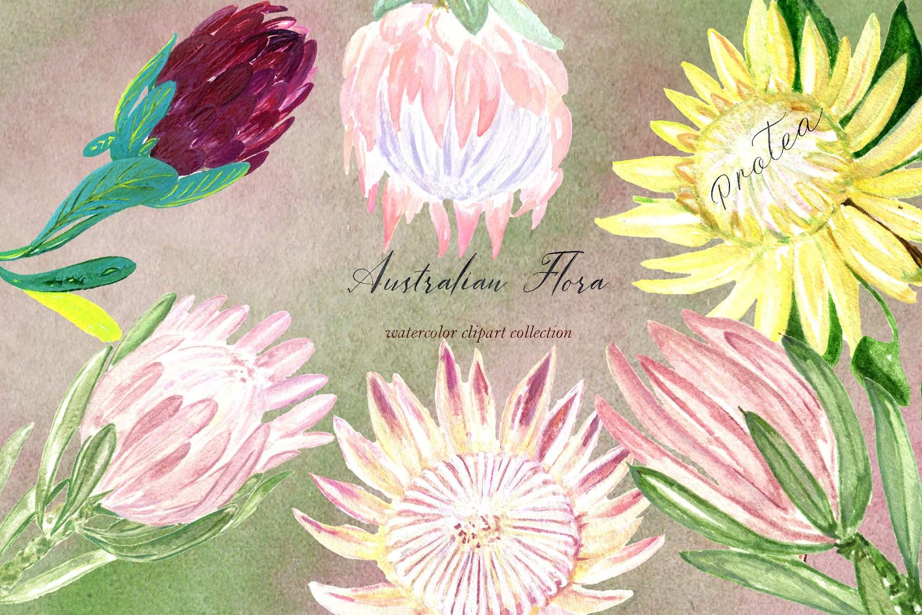 澳大利亚植物水彩剪贴画 Australian Flora Premium watercolor插图(16)