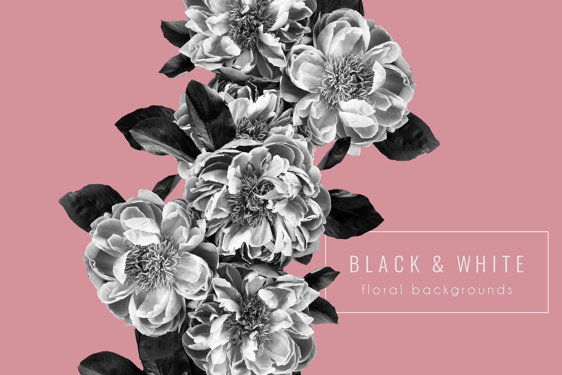 黑色背景花卉场景样机 Floral Background PNG Stock Photos插图(1)