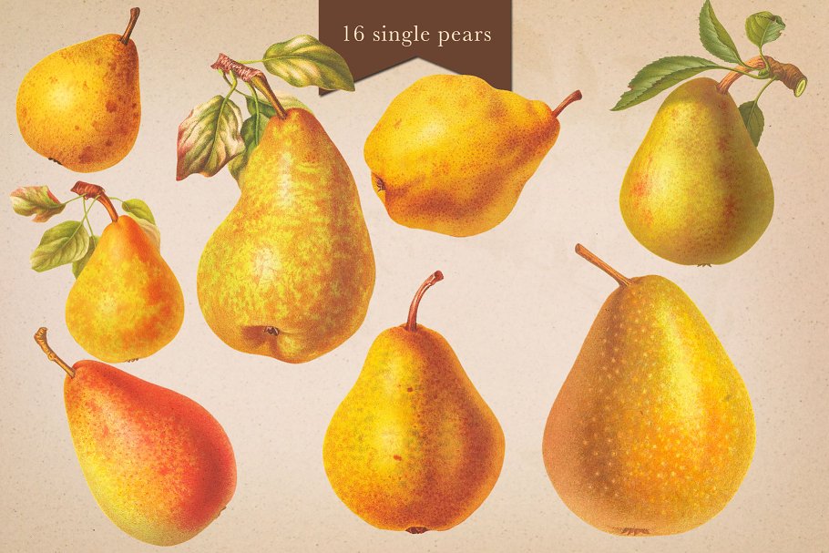 旧书水果插画素材集 Cider House Apple & Pear Graphics插图(8)