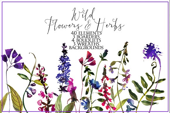 野花草本水彩套装 Wild Flowers & Herbs Watercolor Set插图(5)