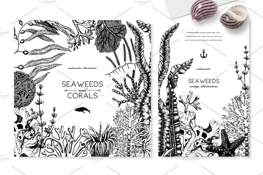 海藻珊瑚矢量插画合集 Vector Seaweeds & Corals Set插图(4)