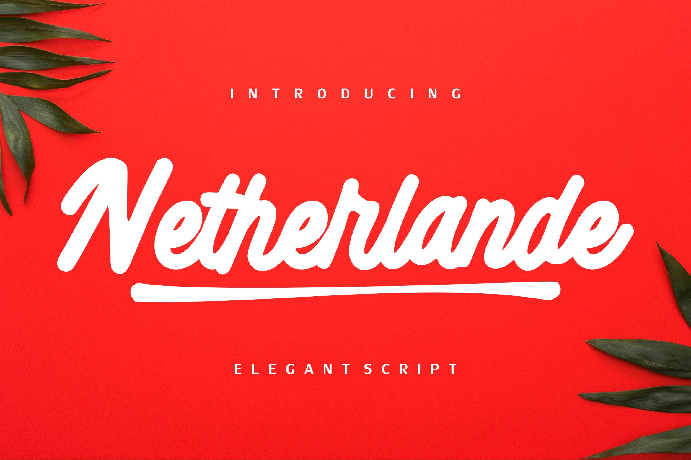 高级品牌设计英文书法字体下载 Netherlande – Elegant Script插图