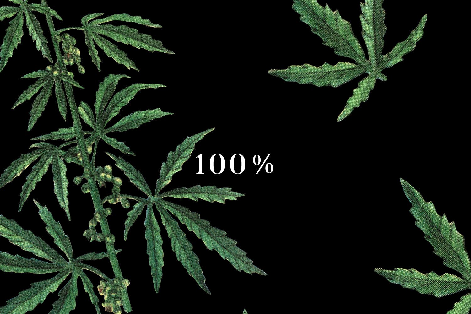 大麻叶子高清图案背景素材库精选 Cannabis Patterns插图(3)