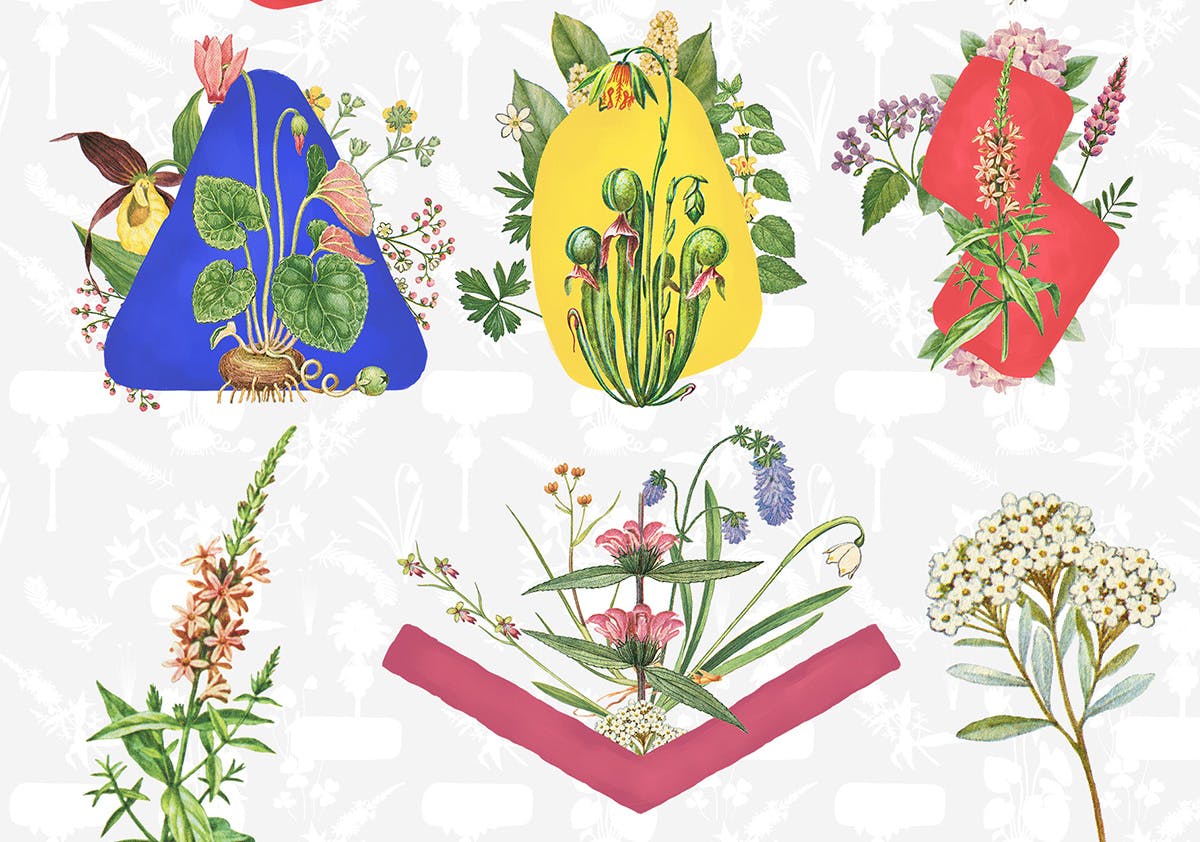 10款草本植物花卉手绘图案16设计网精选PNG素材 10 Botanical Compositions插图(2)