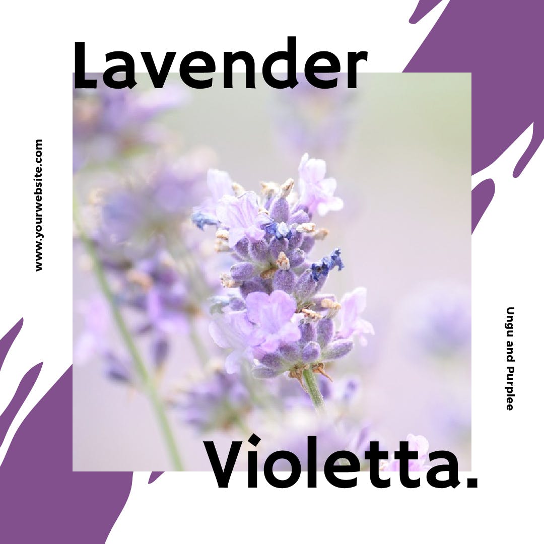 薰衣草配色社交媒体广告Banner图设计模板16设计网精选 Lavender Social Media Banners插图(6)