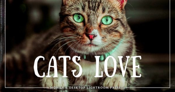 铲屎官必备-猫咪摄影后期处理Lightroom调色预设 Cats Love Mobile &amp; Desktop Lightroom Presets