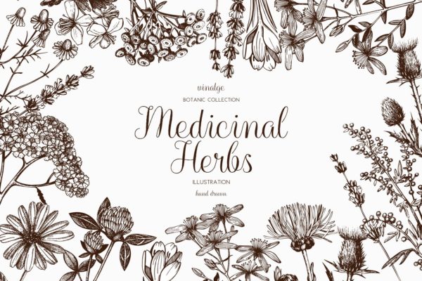 矢量草本植物素材集 Vector Medicinal Herbs Collection