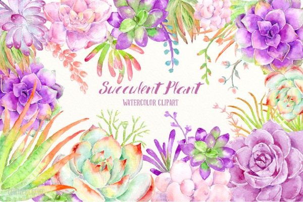 明亮的粉紫色多肉植物插画&amp;花卉框架 Watercolor Succulent Plant