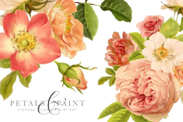 复古油画质感花卉花瓣纹理 Petals &amp; Paint &#8211; Floral Clip Art