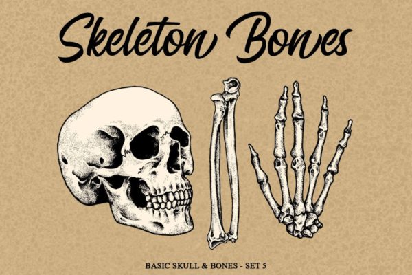人体骨骼结构矢量手绘插画素材v5 Skeleton Bones set 5