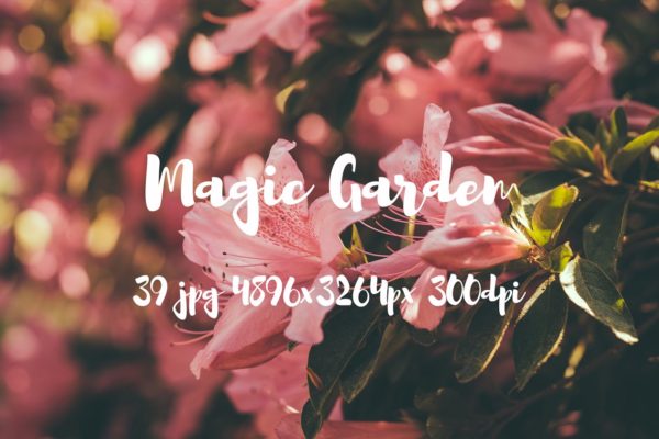 秘密花园花卉植物高清照片素材 Magic Garden photo pack