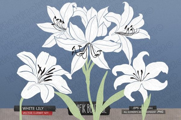 白百合&amp;剑兰水彩剪贴画 White lily gladiolus amaryllis