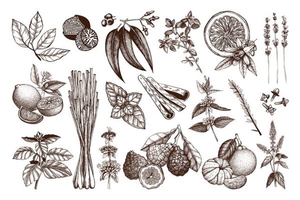 老式水墨手绘草药＆水果素描插图集 Vector Herbs &amp; Fruits Illustrations