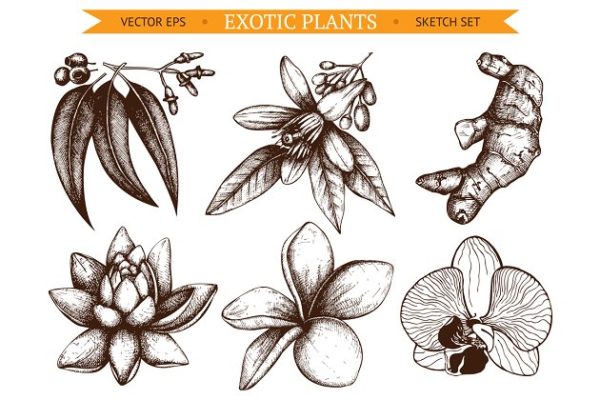 6款墨水手绘外来植物插图 6 Vector Exotic Flowers