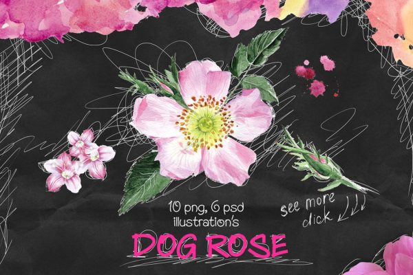 高雅水彩花卉插画元素 Dog-rose