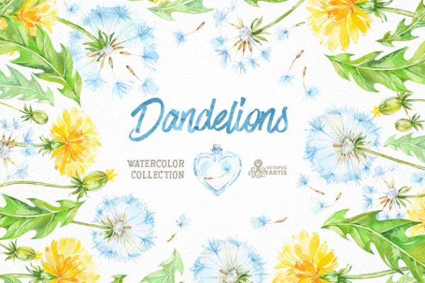 柠檬黄手绘水彩花卉插画 Dandelions. Floral Collection
