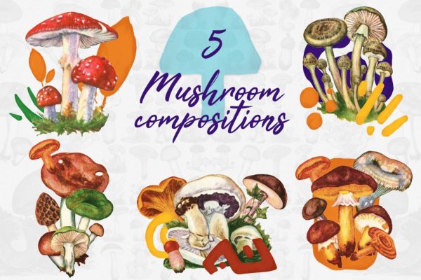 5款蘑菇手绘矢量插画PNG图片素材 5 Mushroom Compositions