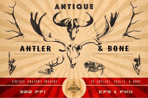 古董野生动物头骨/犄角插画素材 Antique Antler &amp; Bone Graphics