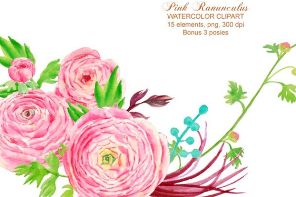 手绘水彩粉红色毛茛插画设计素材 Watercolor Clipart Pink Ranunculus