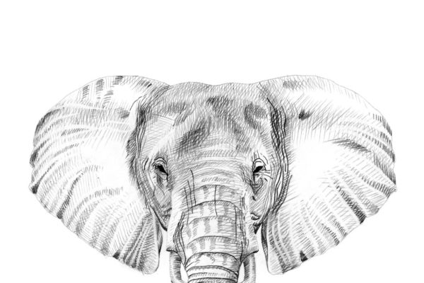 铅笔手绘大象肖像画  Portrait of elephant drawn by hand
