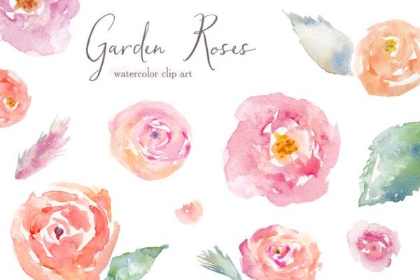 花园玫瑰水彩剪贴画 Garden Roses Watercolor Clip Art