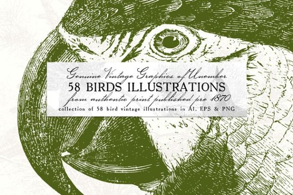 58款复古鸟类插画素材 58 Birds Illustrations